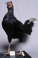 藍腹鷴藏品圖，第3張
